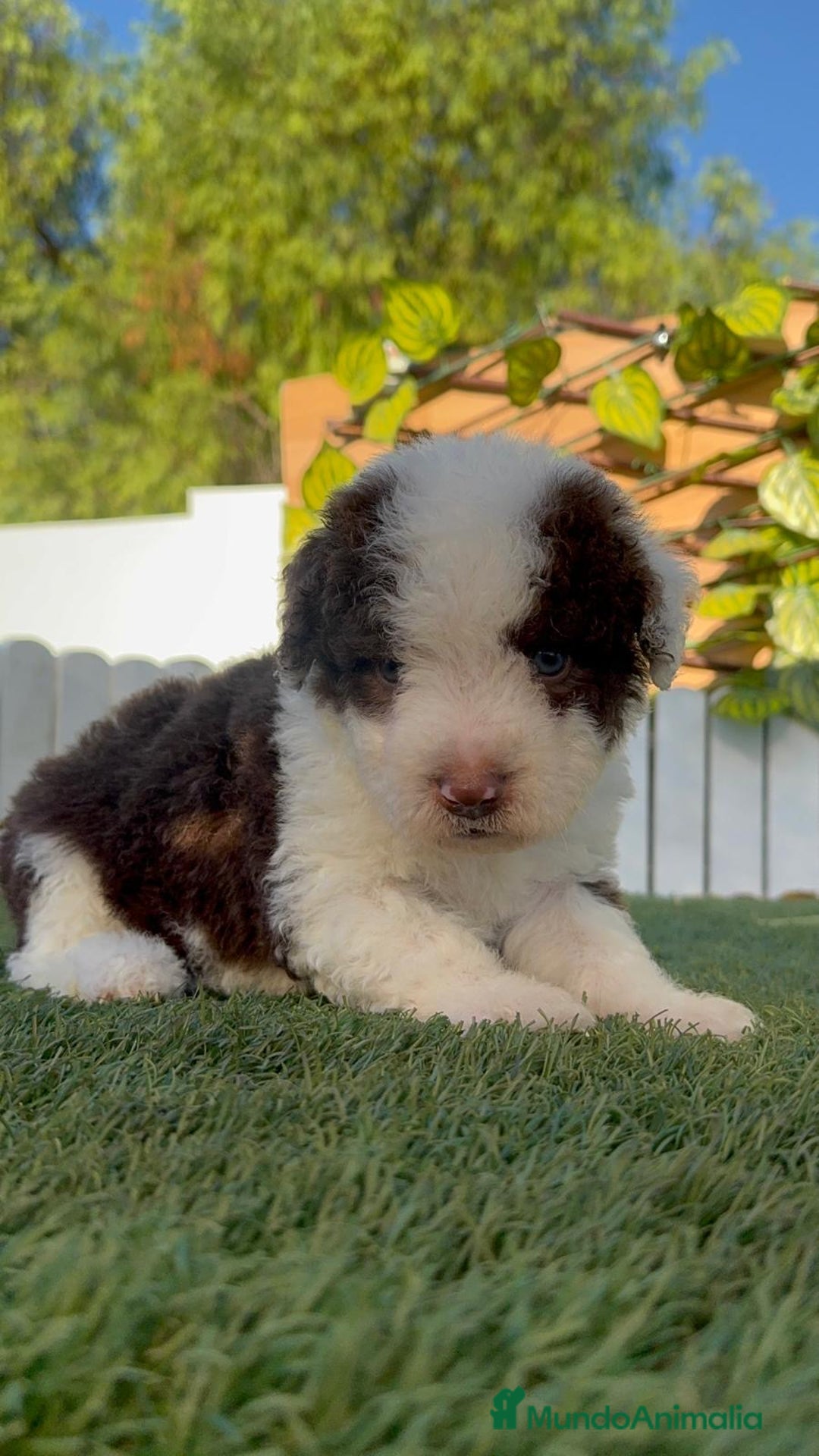 Perro de Agua Español perros en venta: PERRO DE AGUA macho - Imagen 1