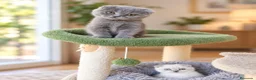 Scottish Fold gatos en venta: scottish fold  - Anuncio 2