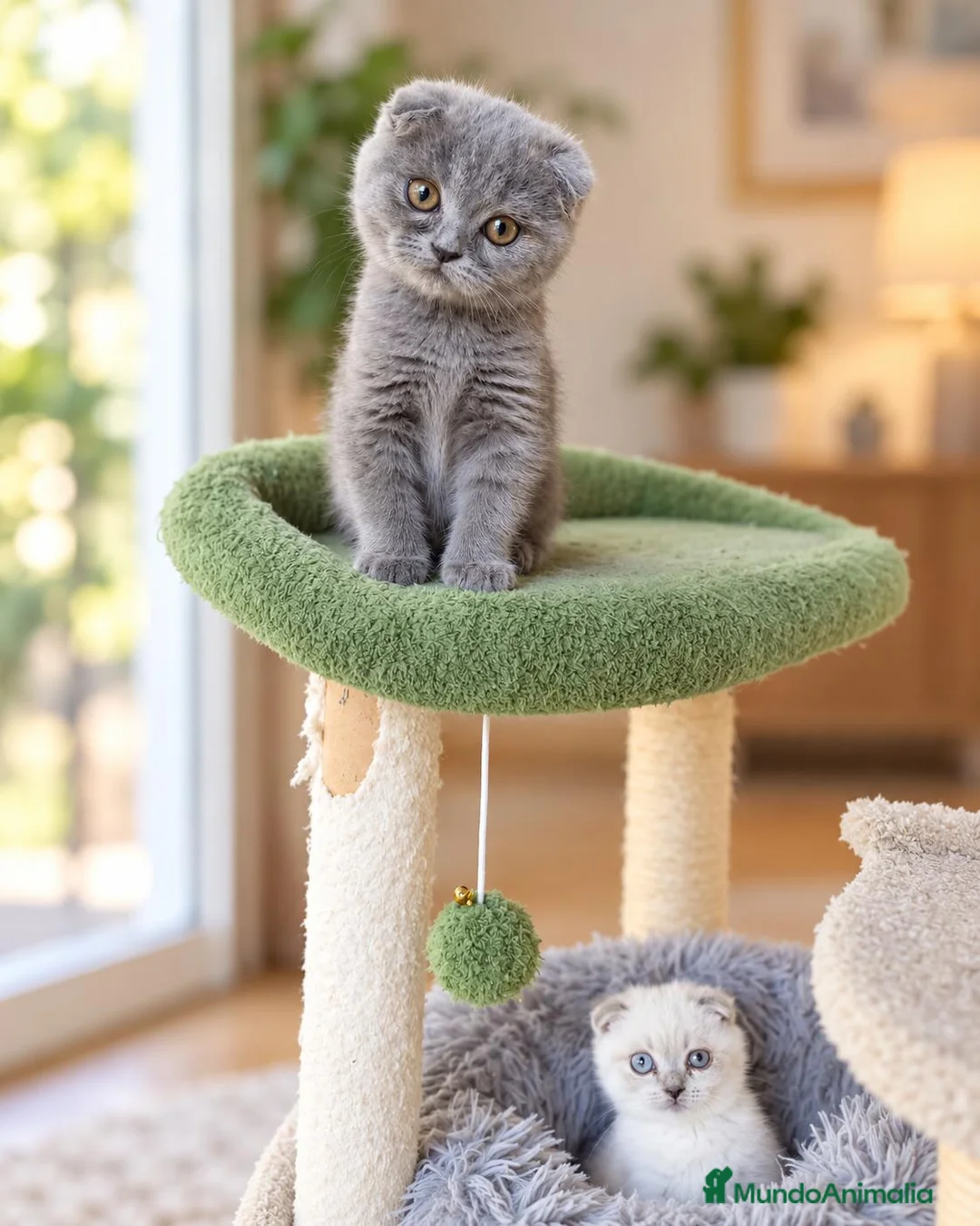 Scottish Fold gatos en venta: scottish fold  - Anuncio 2