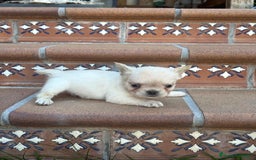 Bulldog Francés perros en venta: 🐶 CAMADA DE BULLDOG FRANCÉS FLUFFY🐶 - Imagen 6