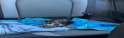 Teckel Miniatura perros en venta: teckel kaninchen  - Anuncio 2