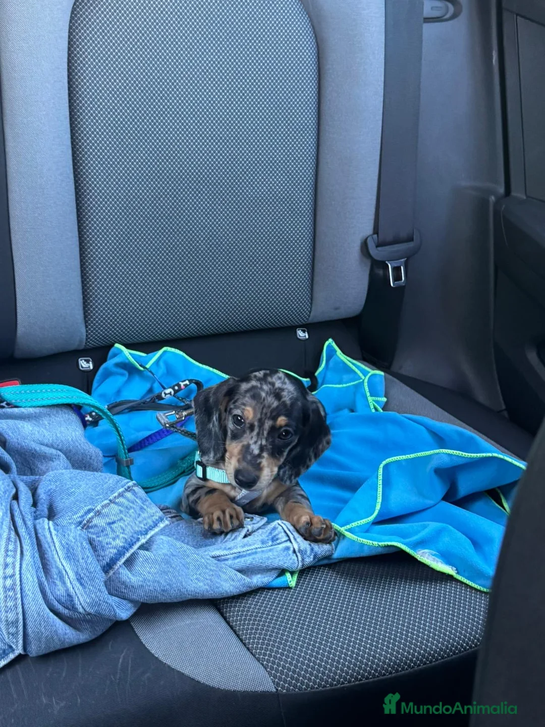 Teckel Miniatura perros en venta: teckel kaninchen  - Anuncio 2