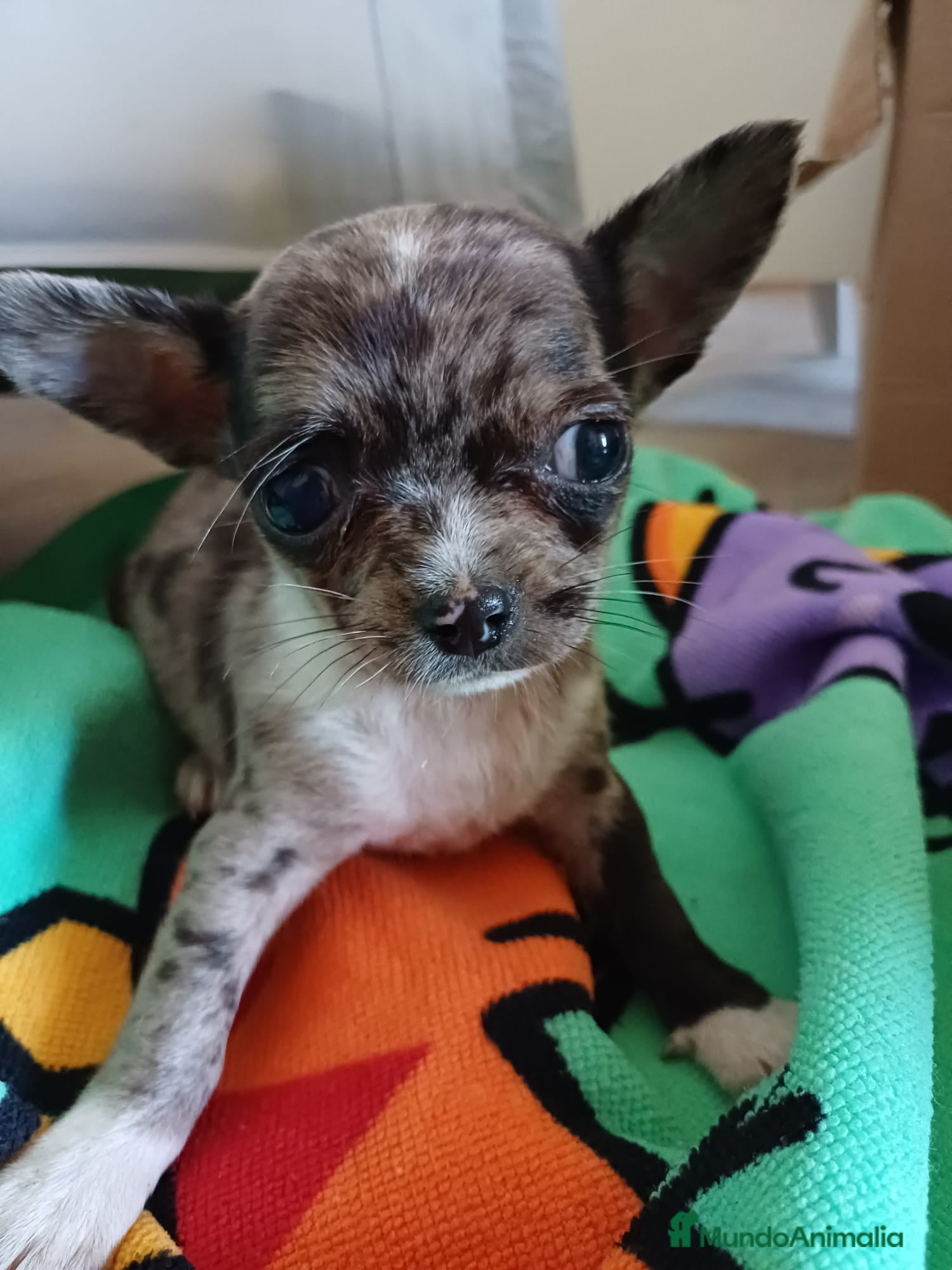 Chihuahua perros Macho de chihuahua toys  - Anuncio 2