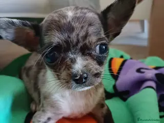 Chihuahua perros Macho de chihuahua toys - Anuncio 2