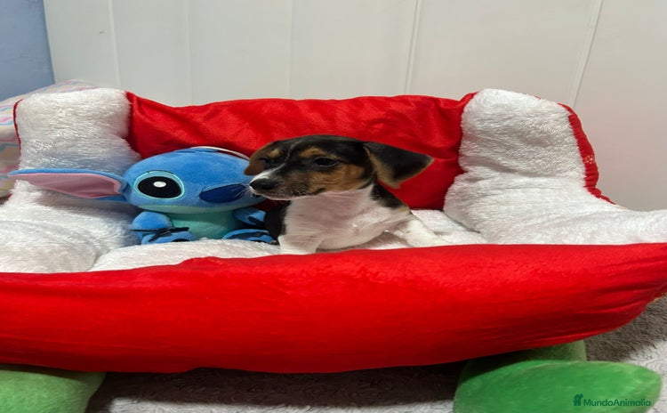Jack Russell Terrier perros - Anuncio 3