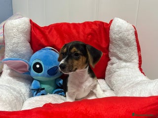 Jack Russell Terrier perros - Anuncio 3