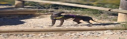 Pequeño Lebrel Italiano perros en venta: Cachorro de galgo italiano, 7 meses, hembra - Anuncio 1