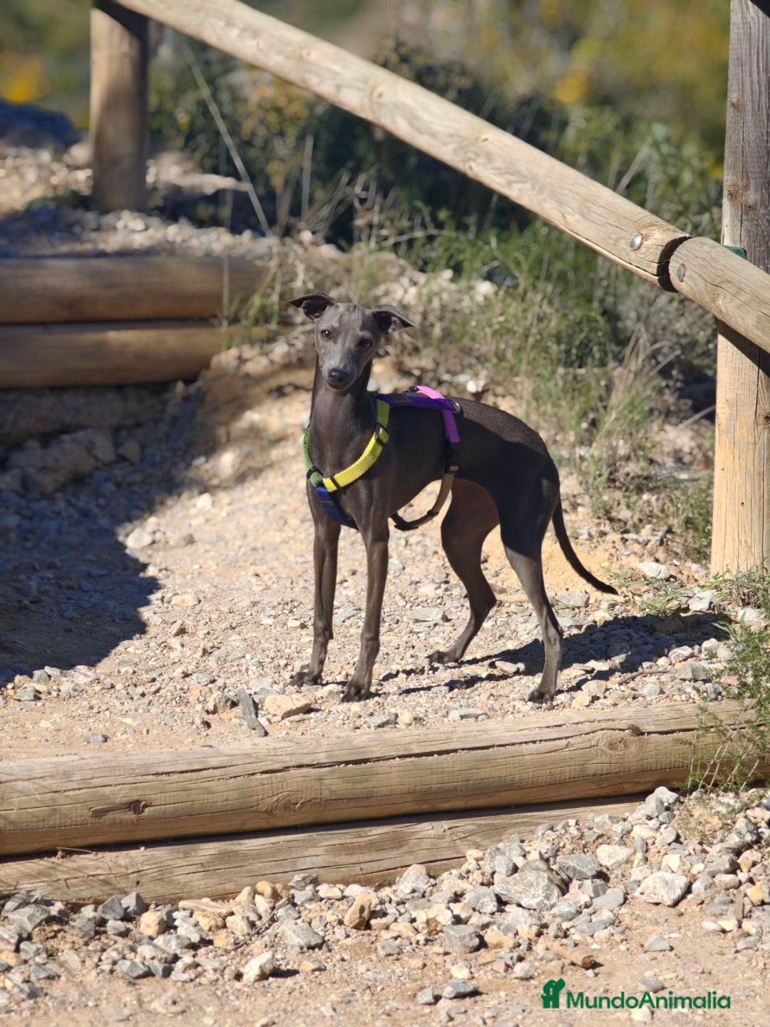 Pequeño Lebrel Italiano perros en venta: Cachorro de galgo italiano, 7 meses, hembra - Anuncio 1