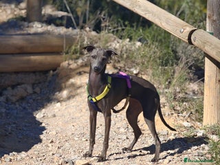 Pequeño Lebrel Italiano perros Cachorro de galgo italiano, 7 meses, hembra - Anuncio 1