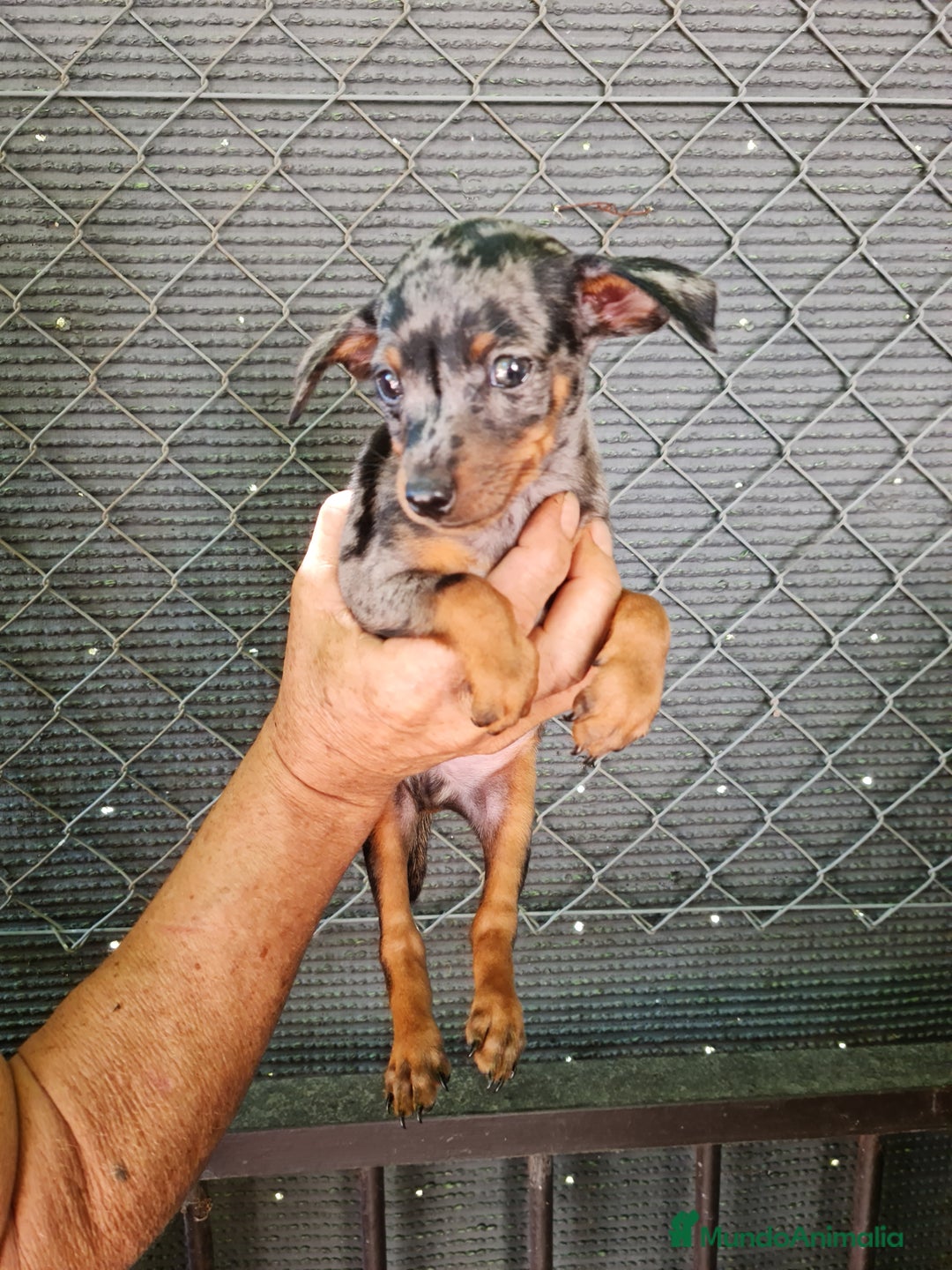 Ratón de Praga perros en venta: Raton de praga - Imagen 7