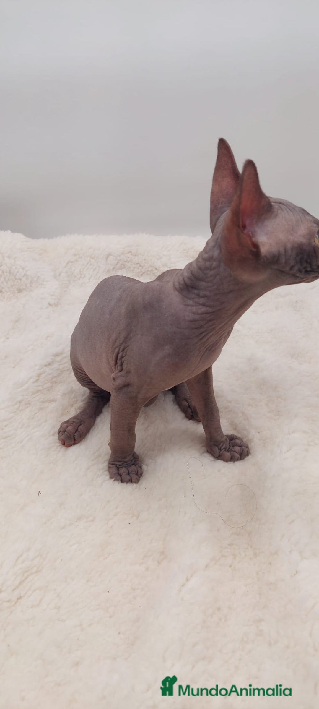 Sphynx gatos en venta: Preciosa camada de machitos - Anuncio 10