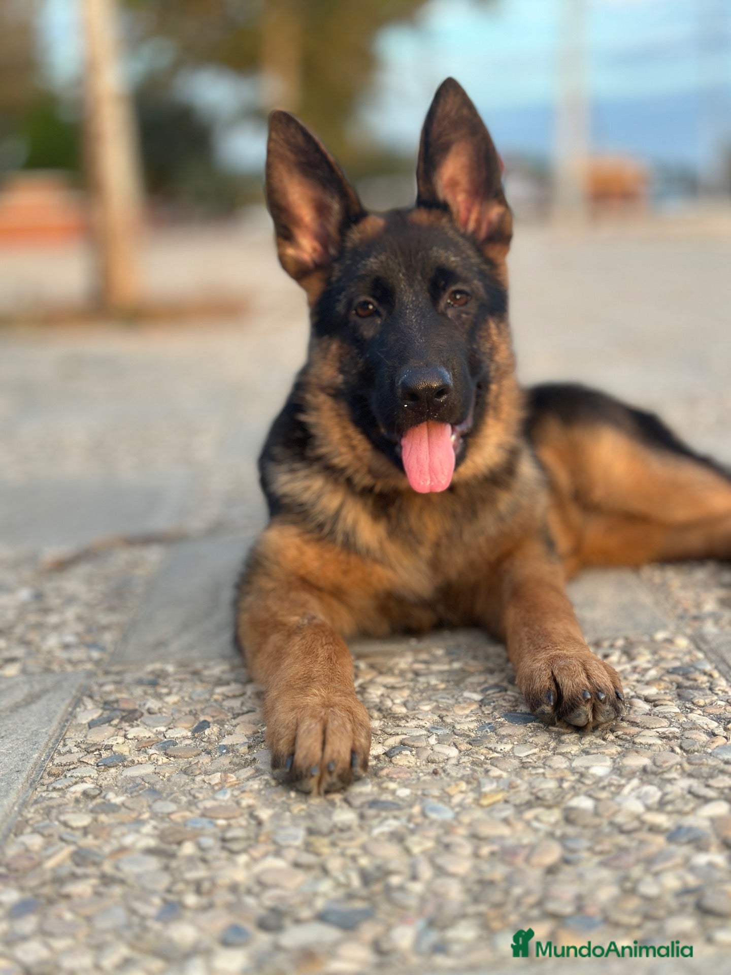 Pastor Alemán perros Pastor alemán  - Anuncio 1