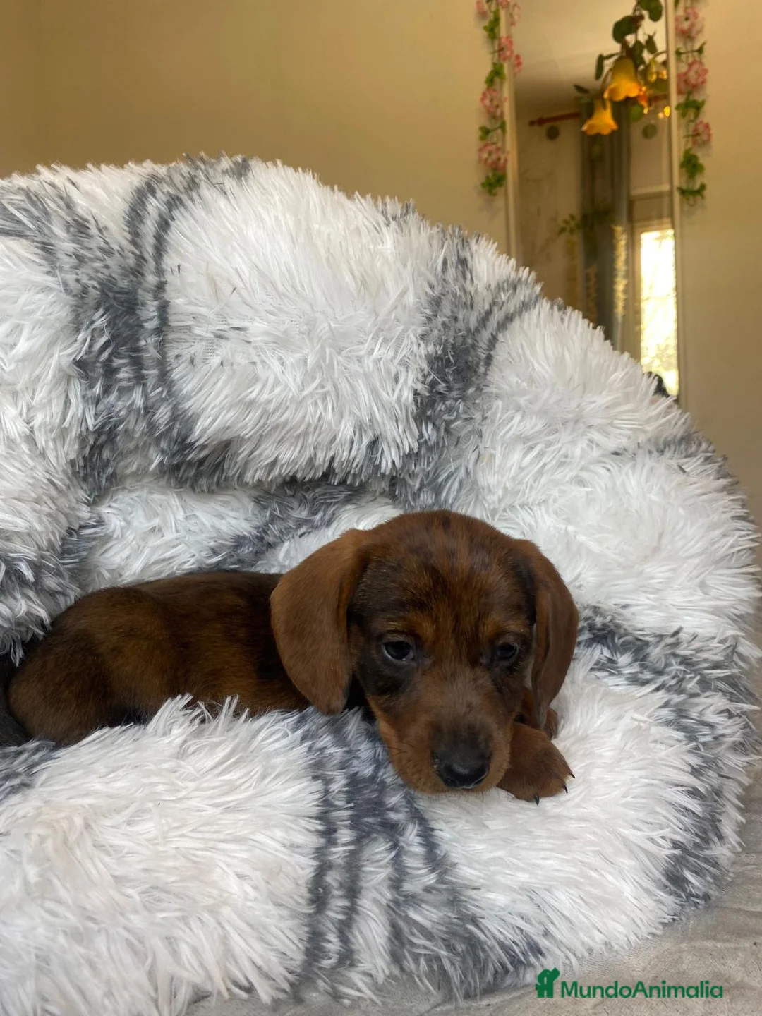 Teckel perros en venta: TECKEL ////CACHORROS MINIATURA YA DISPONIBLES !!!! en Badajoz - Anuncio 3