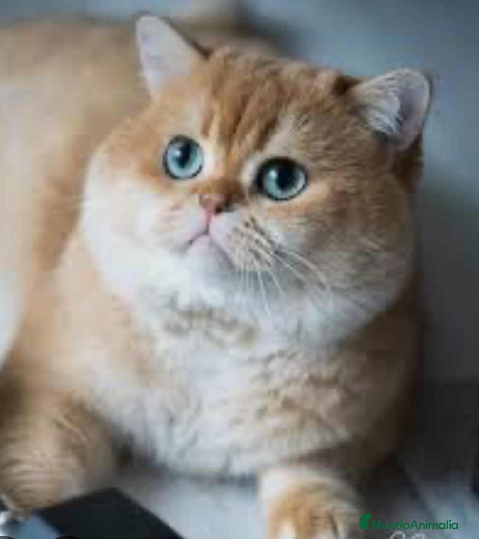 Británico de Pelo Corto gatos British shorthair golden chinchilla - Anuncio 2