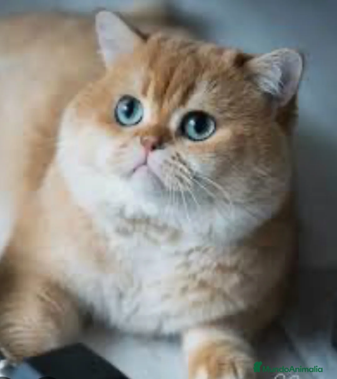 Británico de Pelo Corto gatos en venta: British shorthair golden chinchilla - Anuncio 2
