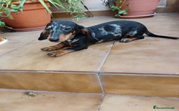 Teckel perros en venta: Cachorro teckel arlequín plata  - Imagen 1