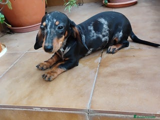 Teckel perros - Anuncio 11