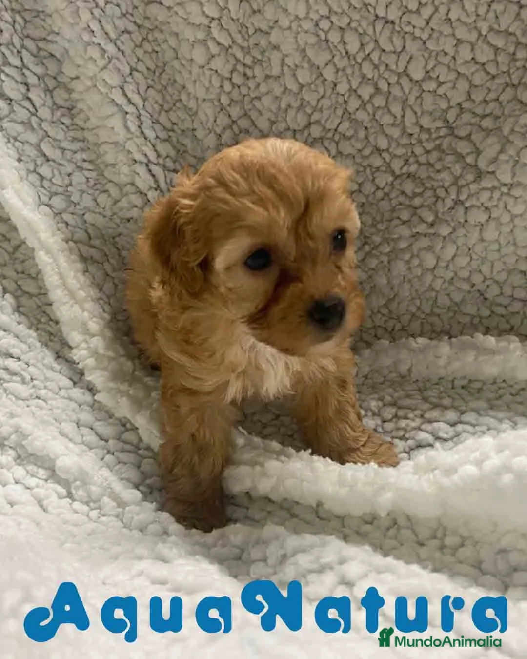 Havapoo perros en venta: Havapoo Hembra 2 de Haya y Can AQUANATURA - Anuncio 8