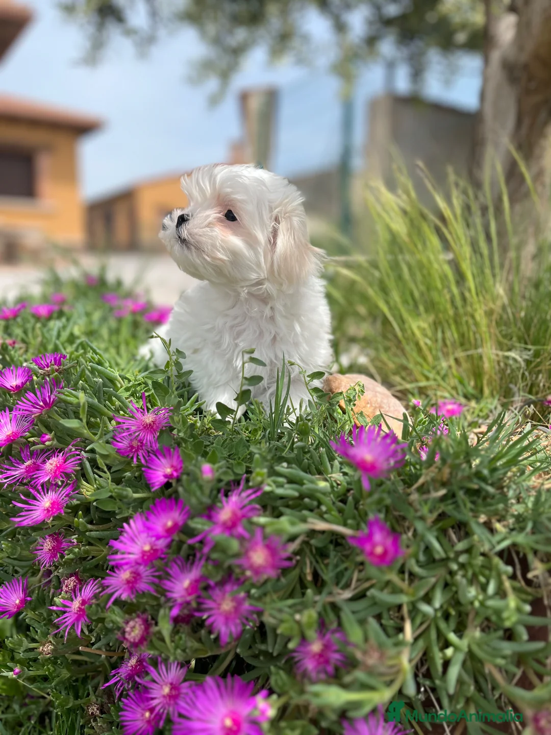 Bichón Maltés perros en venta: Bichón maltés  - Anuncio 2