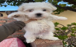 Bichón Maltés perros en venta: Bichon maltes macho  - Imagen 3