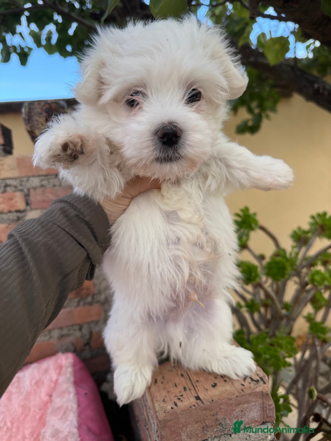 Bichón Maltés perros en venta: Bichon maltes macho  - Imagen 3