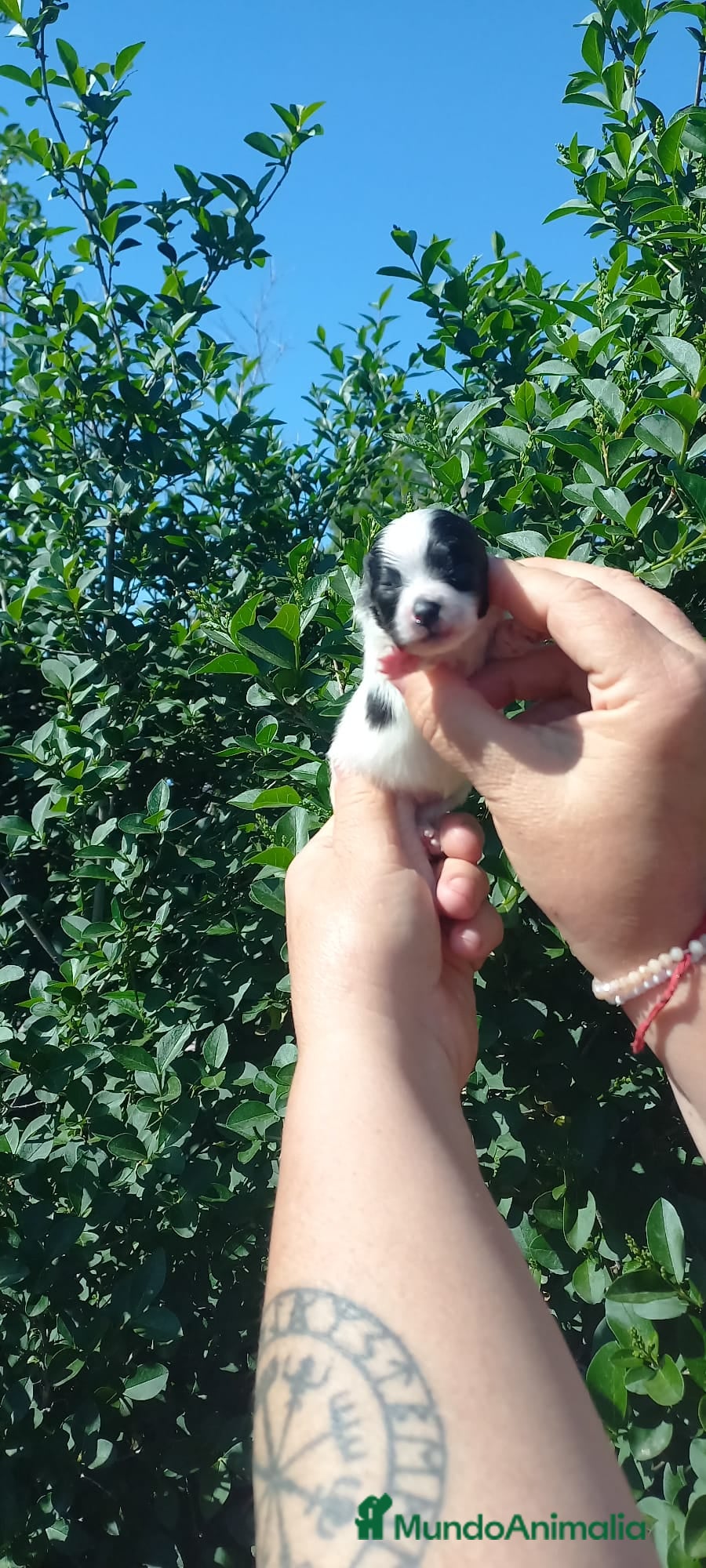 Pomerania perros Camada de pomerania hembras  - Anuncio 2