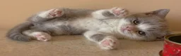 Británico de Pelo Corto gatos en venta: GATOS BRITANICO PELO CORTO BICOLOR - Anuncio 4