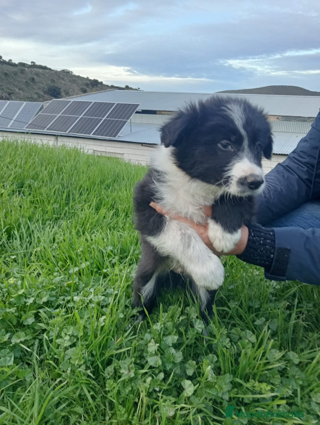 Border Collie perros en venta: Border collie  - Anuncio 2