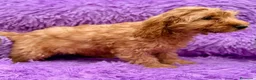 Cockapoo perros en venta: Cockapoo hembra roja  - Anuncio 2