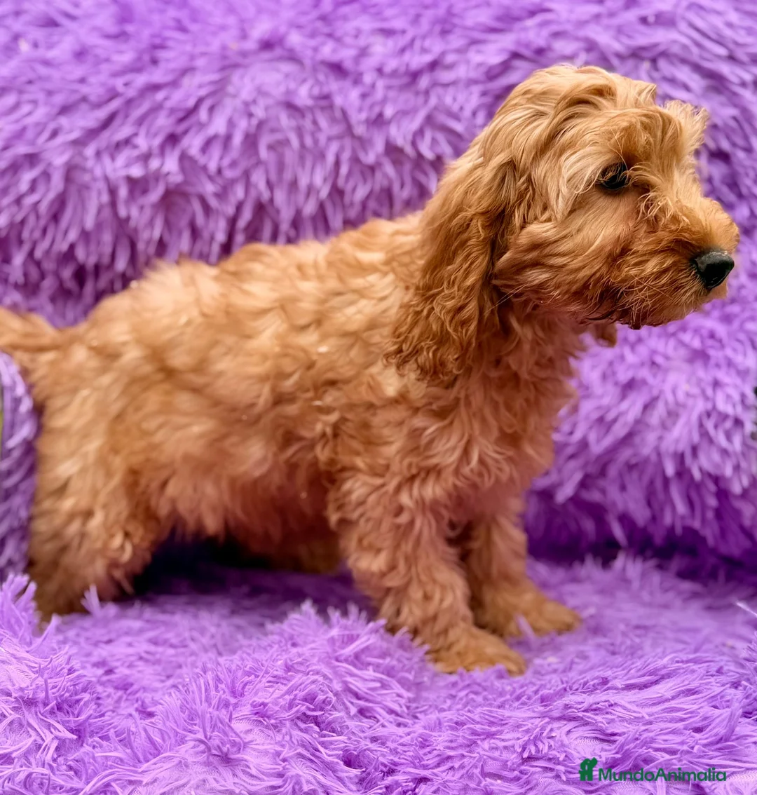Cockapoo perros en venta: Cockapoo hembra roja  - Anuncio 2