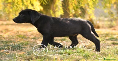Labrador Retriever perros - Anuncio 8