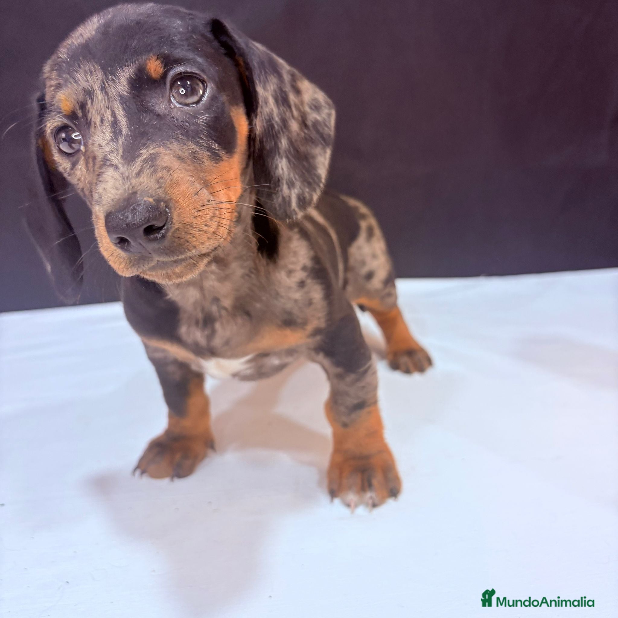 Teckel Miniatura perros Teckel Miniatura  - Anuncio 1