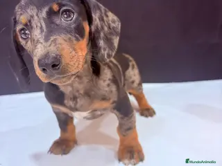 Teckel Miniatura perros Teckel Miniatura - Anuncio 1