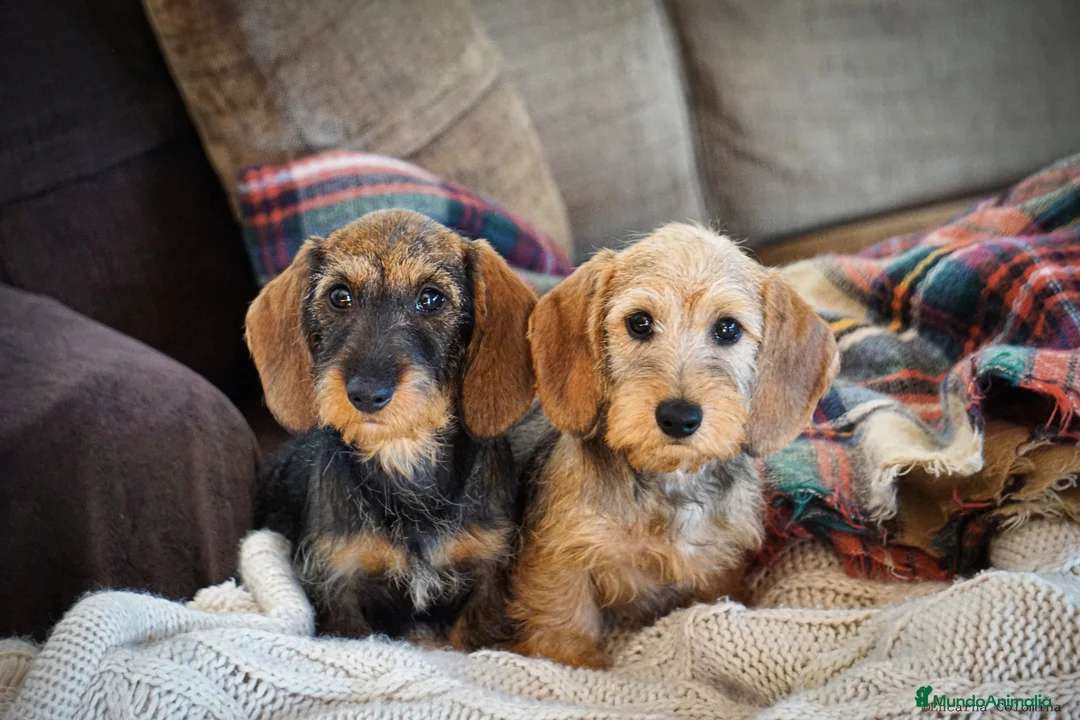 Imagen de galería {{count}}