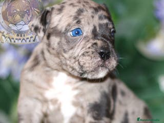 American Bully perros AMERICAN BULLY POCKET 622414793 , SOLO LLAMADAS!! en Sevilla - Anuncio 8