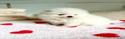 Pomerania perros en venta: Lulu de pomerania - Anuncio 5