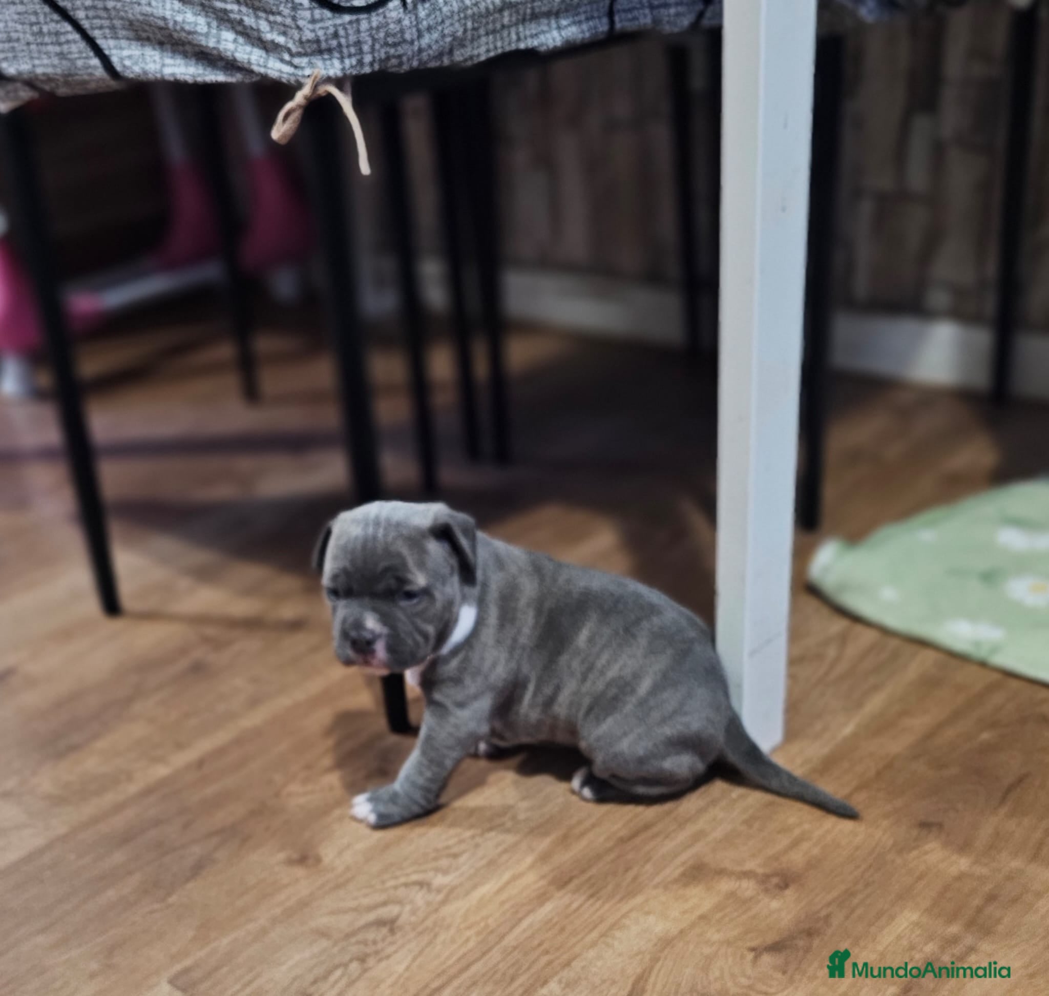 American Bully perros Hembra American Bully Pocket  - Anuncio 2