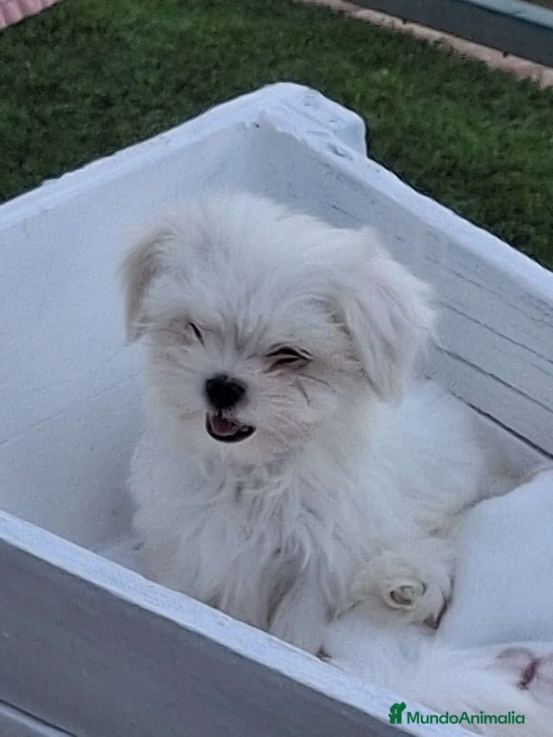 Bichón Maltés perros en venta: Hembras de Bichón Maltés 100% línea coreana - Anuncio 1