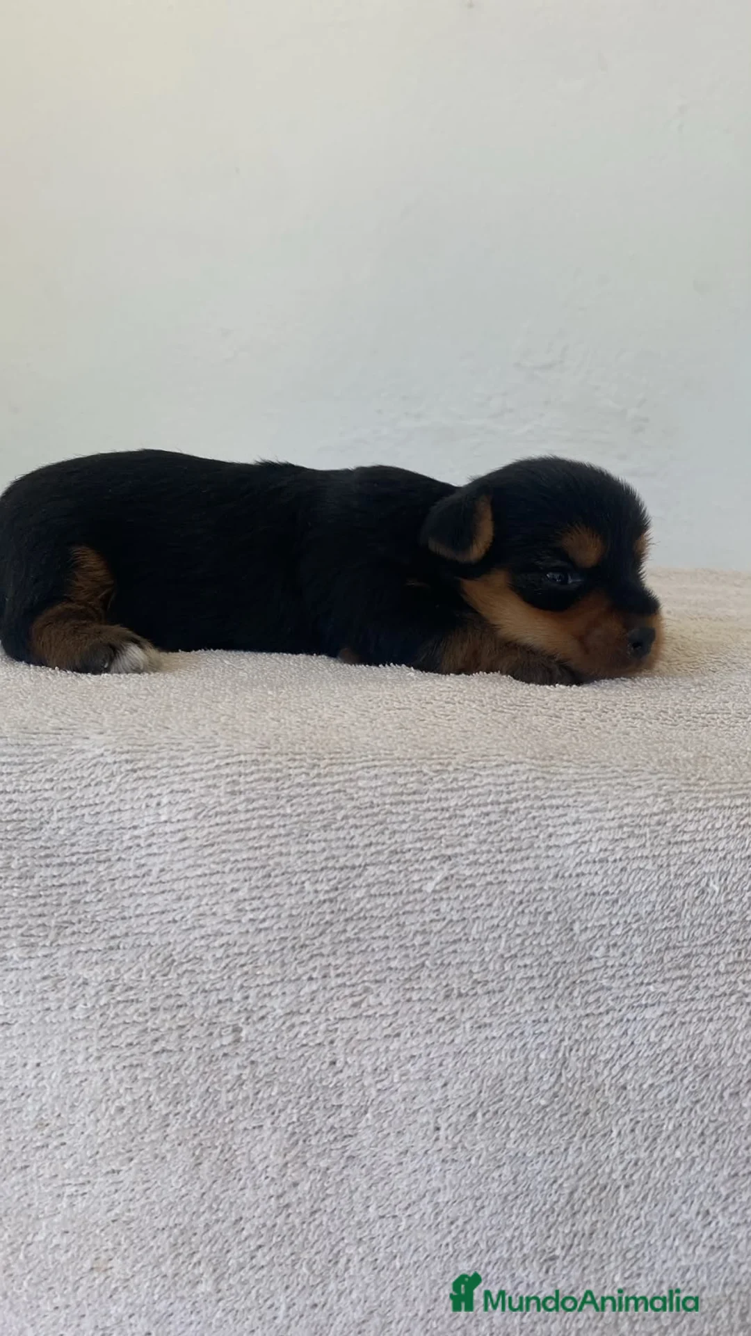 Yorkshire Terrier perros en venta: Macho de yorkshire  - Anuncio 2