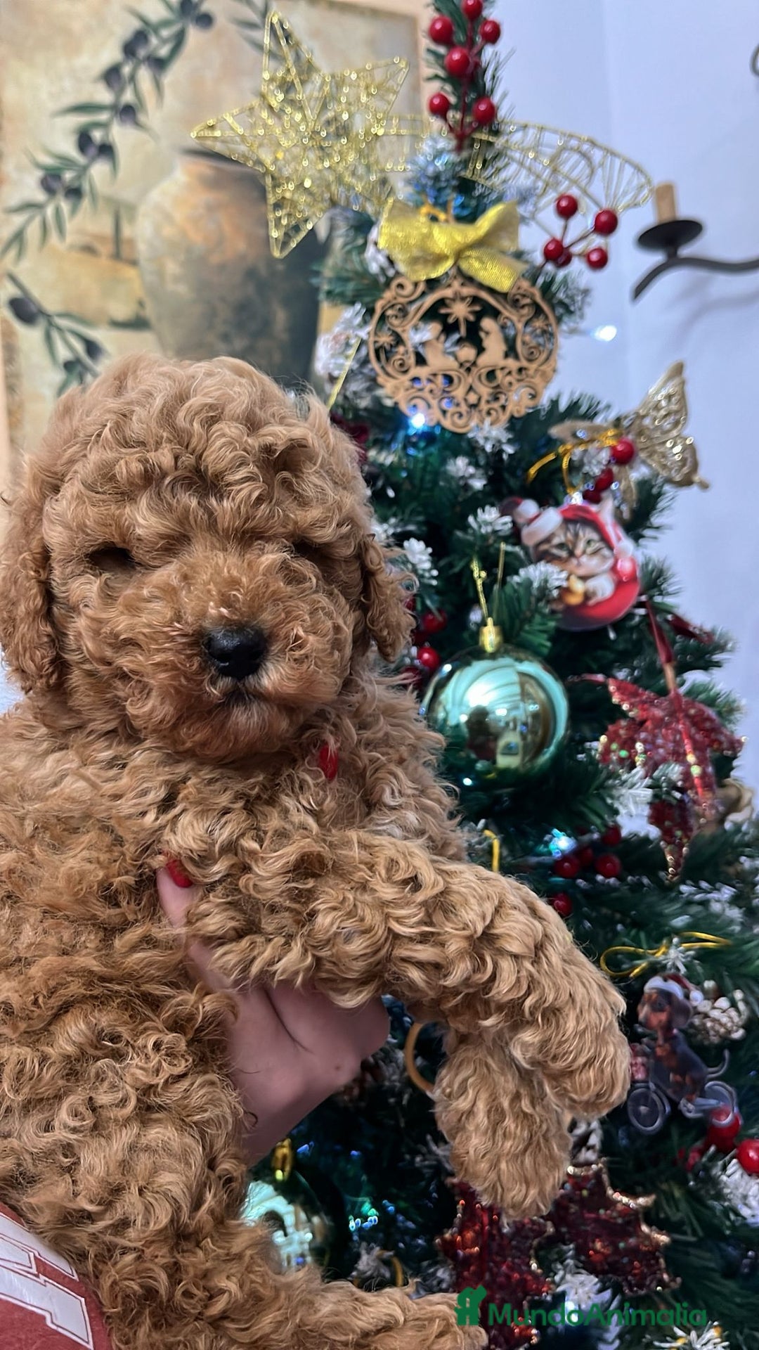 Caniche Toy perros en venta: Caniche toy  - Anuncio 2