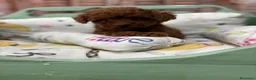 Caniche Toy perros en venta: Caniche Toy con muy buena solidificación de color! - Anuncio 2