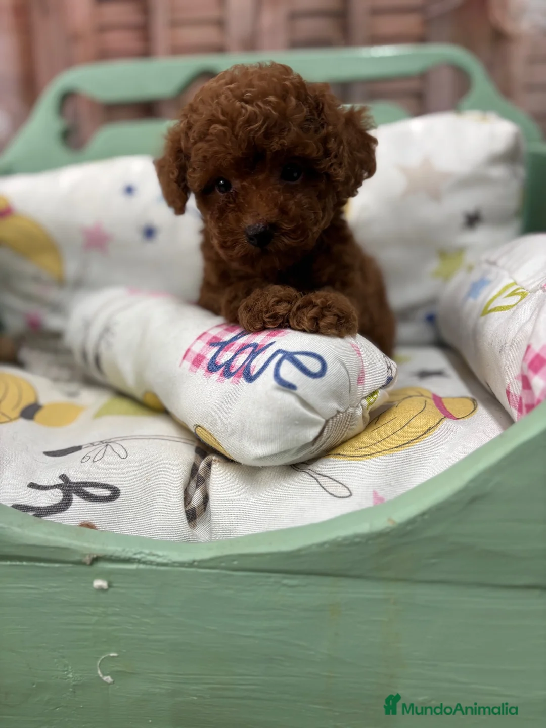Caniche Toy perros en venta: Caniche Toy con muy buena solidificación de color! - Anuncio 2
