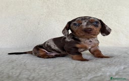 Teckel Miniatura perros en venta: Teckel miniatura varios colores - Imagen 3