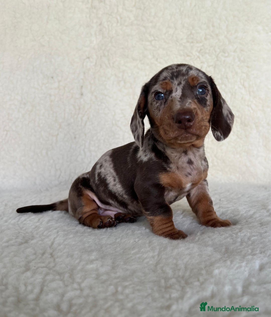 Teckel Miniatura perros en venta: Teckel miniatura varios colores - Imagen 3