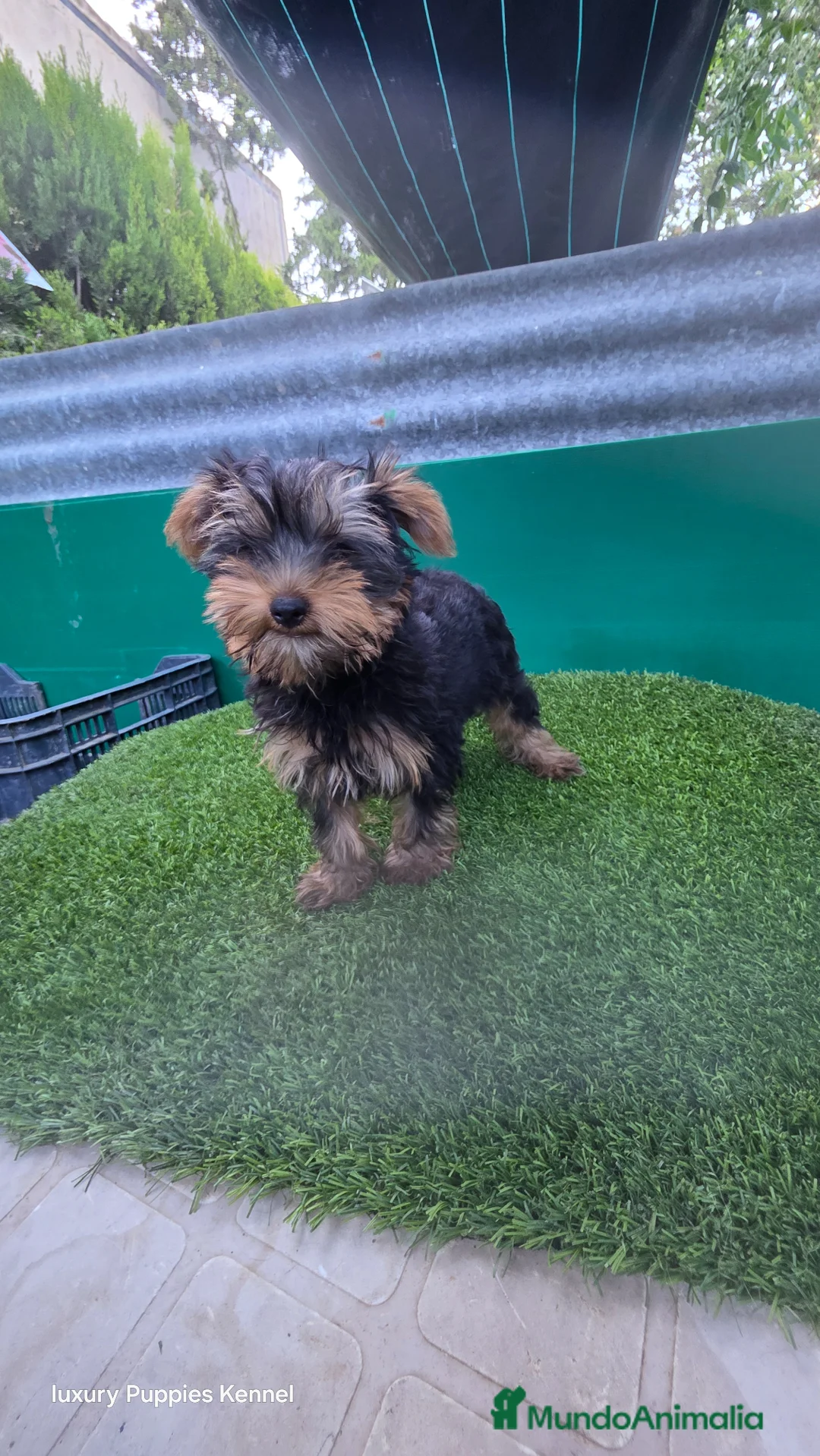 Yorkshire Terrier perros en venta: Yorkshire terrier CALIDAD  - Anuncio 2