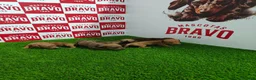 Teckel Miniatura perros en venta: Teckel miniatura  - Anuncio 1