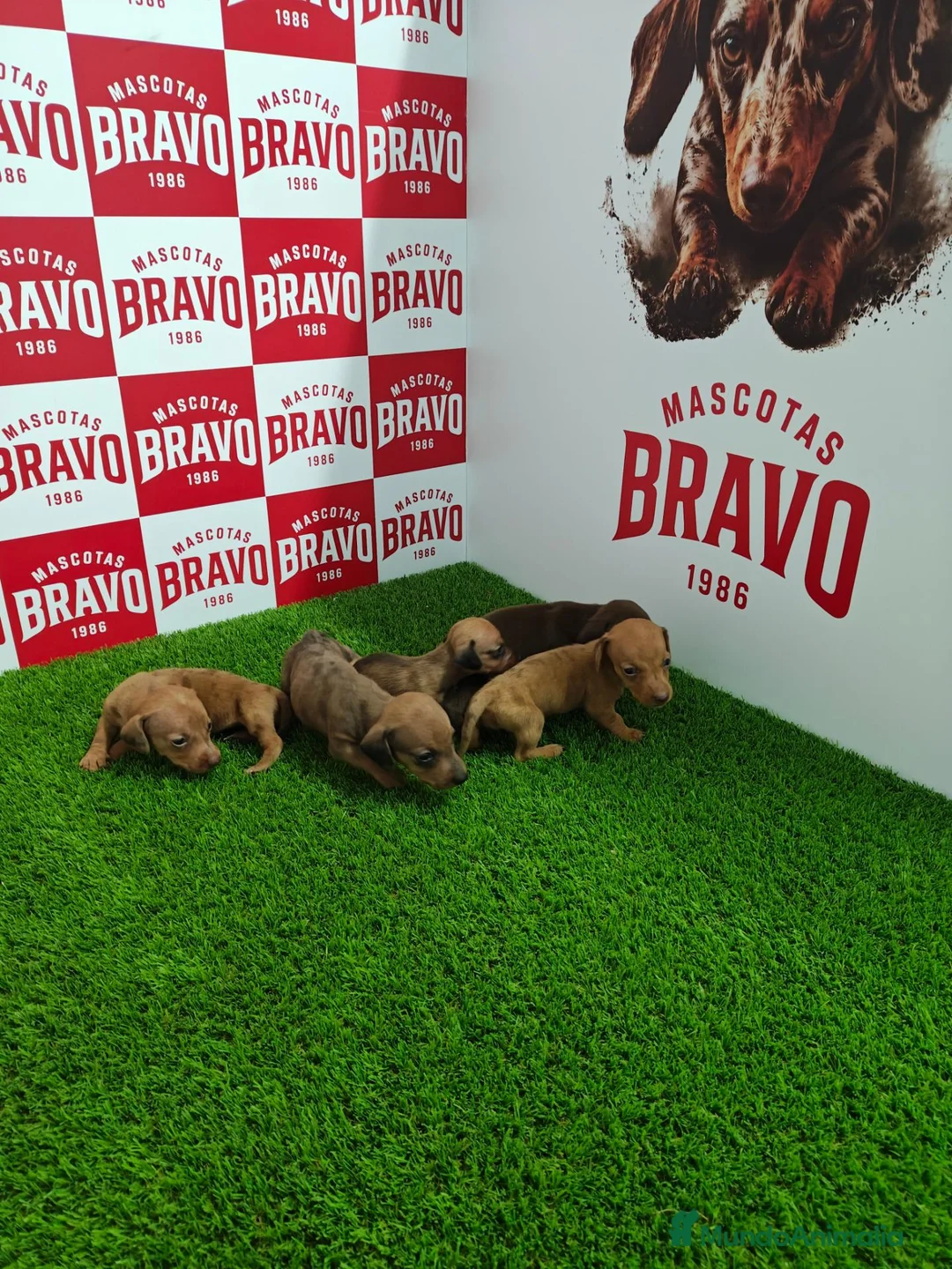 Teckel Miniatura perros en venta: Teckel miniatura  - Anuncio 1