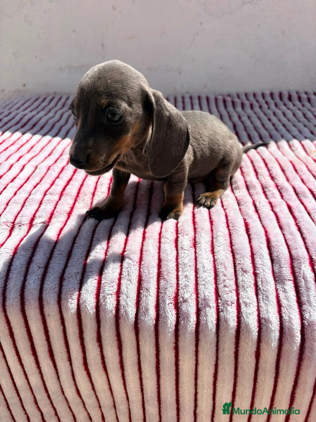 Teckel perros en venta: Teckel Kaninchen Isabela - Anuncio 1