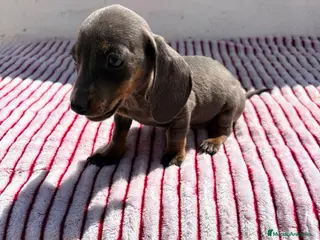 Teckel perros Teckel Kaninchen Isabela - Anuncio 3