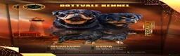 Rottweiler perros en venta: Cachorros de Rottweiler cria y selección en Valencia - Anuncio 2